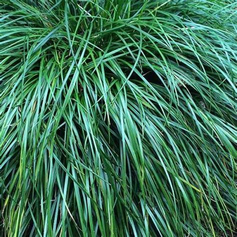 Ornamental Grass Emerald