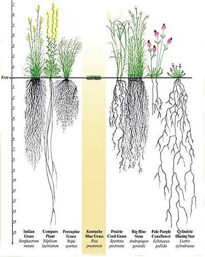 Ornamental Grass Root System