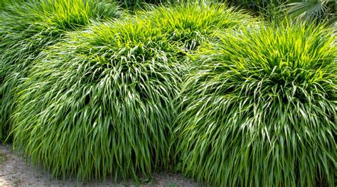 Ornamental Grass Shade