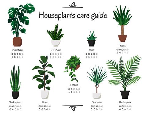 Ornamental Houseplants Examples