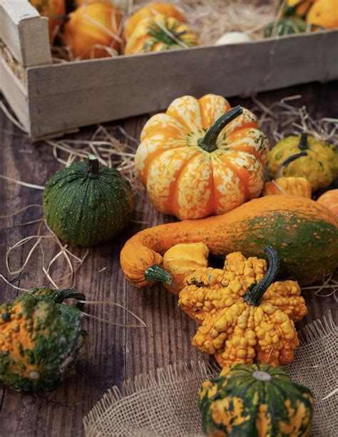 Ornamental Squash Pumpkins