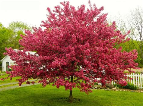ornamental trees