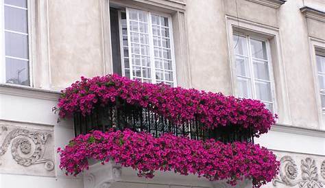 Ornement De Balcon Quel Genre Fleurs Choisir Pour Son Et Sa