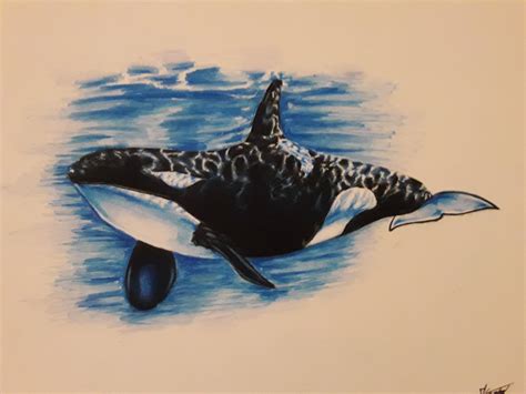 Imágenes orcas Orca de dibujos animados — Vector de stock © dualoro