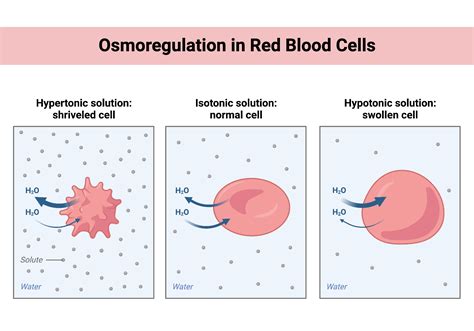 Osmoregulation In Cells