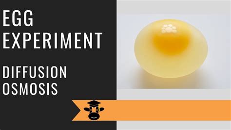 Osmosis And Diffusion Egg Experiment