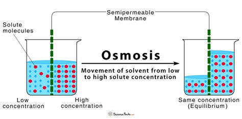 Osmosis Function Biology