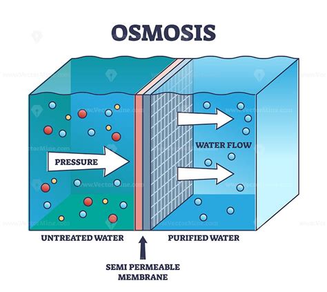 Osmosis