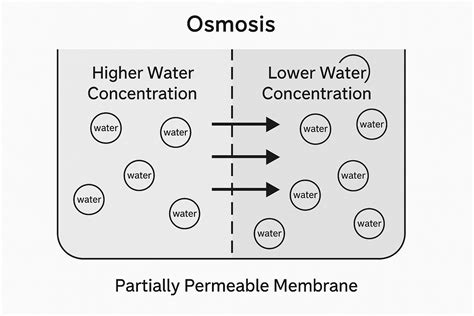 Osmosis Question