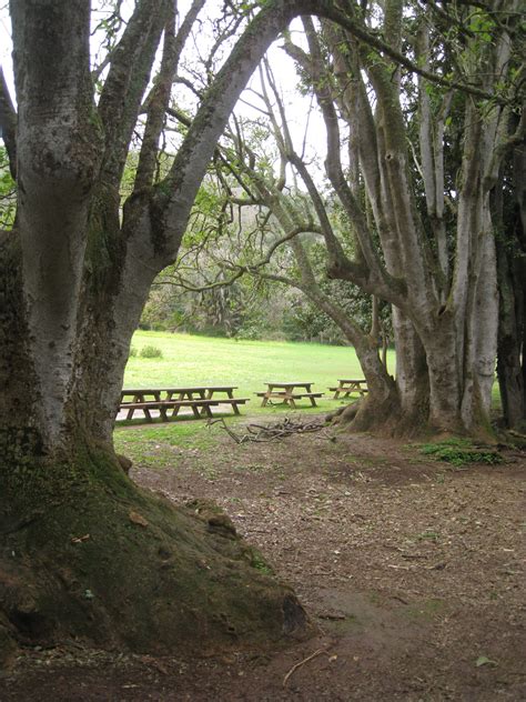 osorio tree and lawn