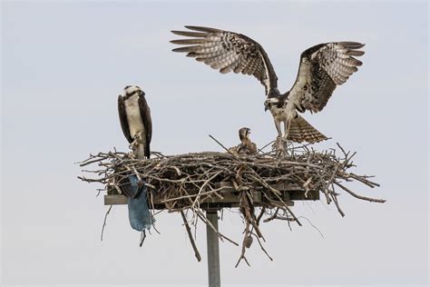 Osprey Returns And Repairs