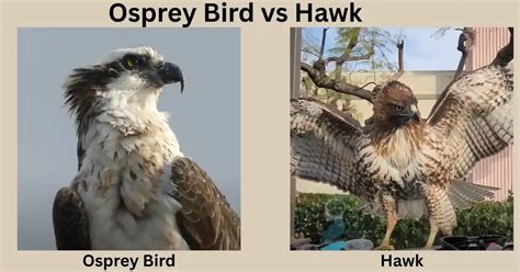 Unraveling the Skies: Osprey vs Hawk - Who Reigns Supreme?