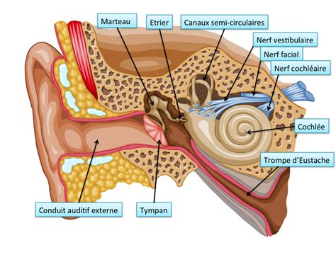 osselet de l'oreille interne