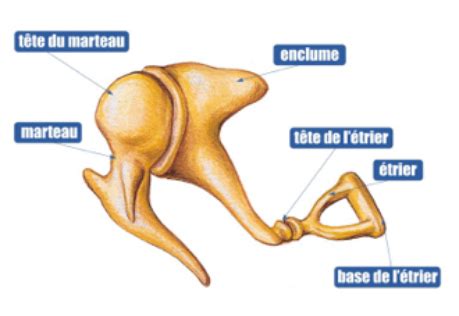 osselets oreille interne