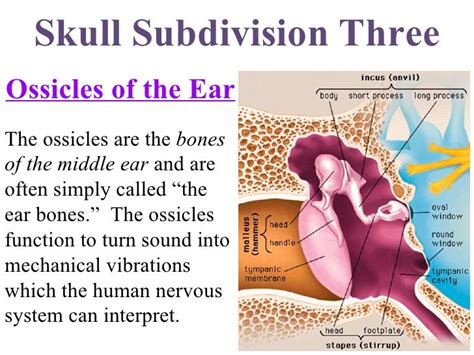 ossicles function