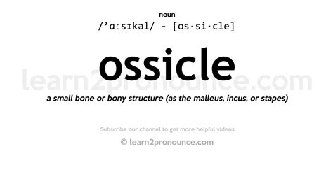 ossicles pronunciation meaning