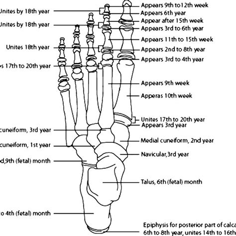 ossification centers foot