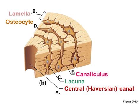 osteocytes are found in lacunae