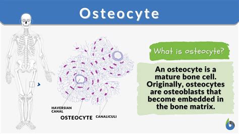 osteocytes function anatomy