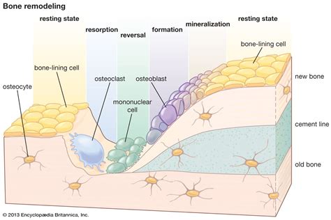 osteocytes function in bone remodeling