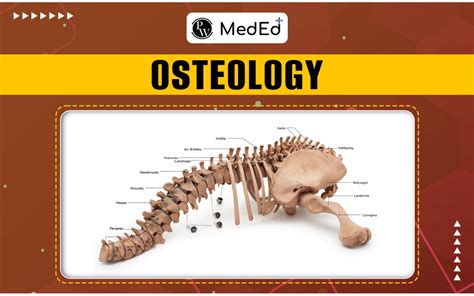 Unravel the Wonders: Osteology - The Fascinating Study of Bone Structure and Function