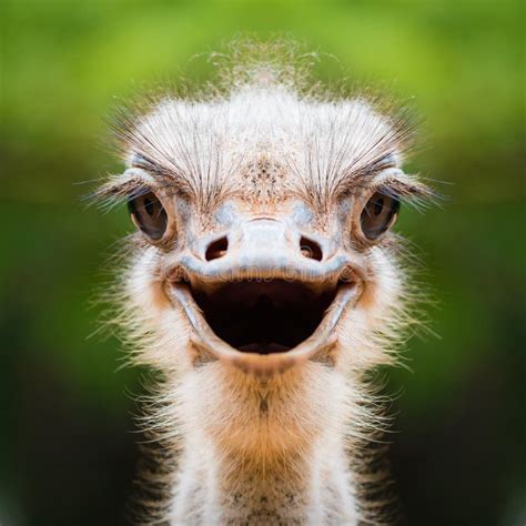 ostrich close up