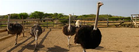 ostrich farm fun