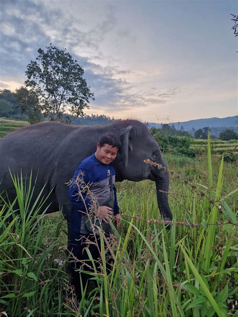 other elephant experiences