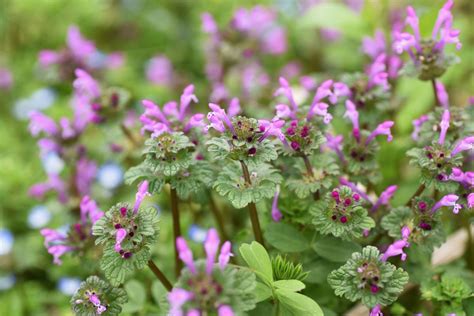 other names for henbit
