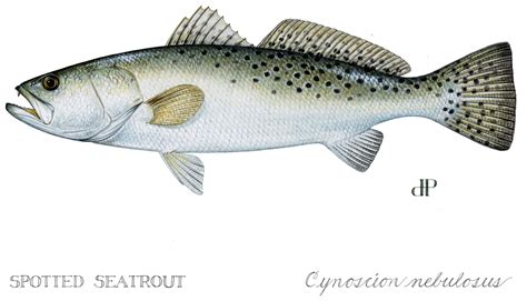 Other Names For Speckled Trout
