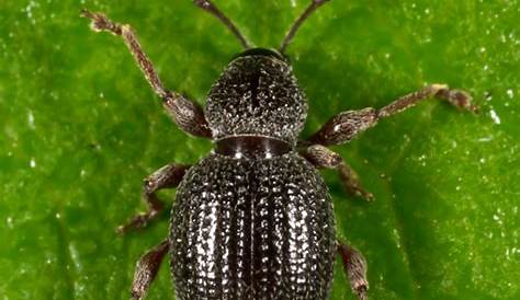 Strawberry Root Weevil Otiorhynchus ovatus photo Tom