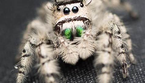 Phidippus otiosus (Canopy Jumping Spider) in Irmo, SC