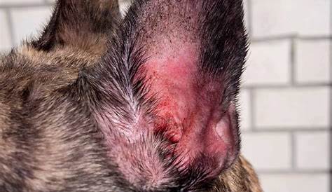 Otitis Externa Dog Acute The Successful First Opinion Ear Consultation