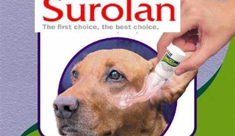 Otitis Externa Dogs Medication Dermatology Detailsthe Challenge Of Chronic In From