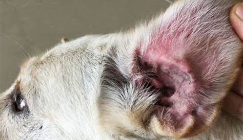 Dermatology Detailsthe Challenge Of Chronic Otitis In Dogs From