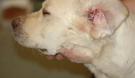 Otitis Interna Dog Treatment And Media In s Symptoms Causes Diagnosis