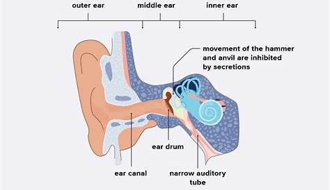 Otitis Media Causes Important Facts You Need To Know About Middle Ear