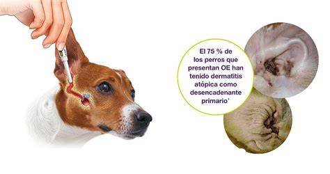Otitis en perros, causas, síntomas y tratamiento Mastorrencito casa