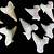 otodus shark teeth for sale