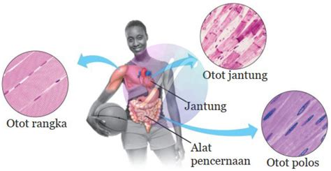 Otot