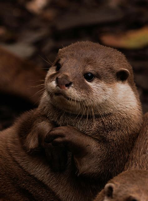 Otter Cute