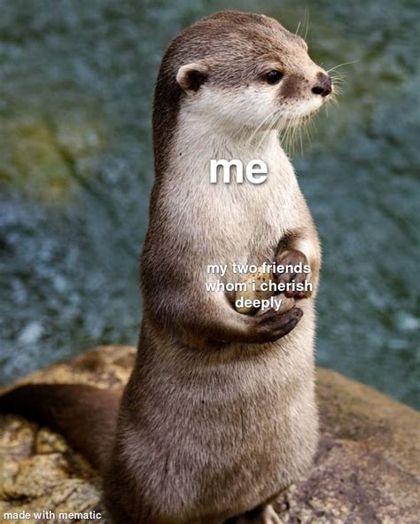 Otter Meme