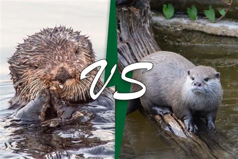 otter vs river otter