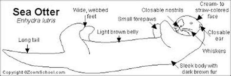Unique adaptations of otters