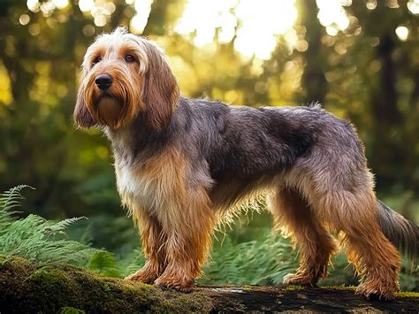 Discover 6 Insights otterhound a true gentle giant