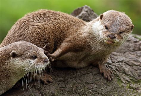Otters at the Aquarium of the Pacific