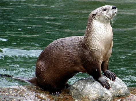 otters live in rivers