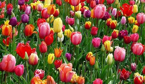 Tulipes: Acheter, Choisir, Planter et Entretenir... facilement