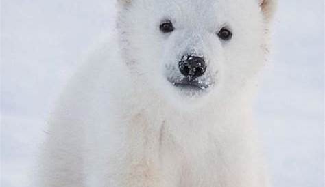 Réchauffement climatique : la saison de chasse des ours polaires