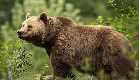 Protéger l'ours brun d’Europe
